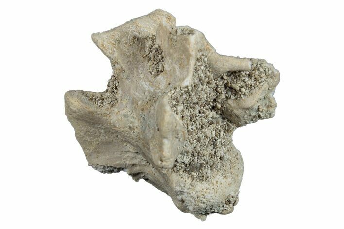 Fossil Sea Snake (Palaeophis) Vertebra - Morocco #277568